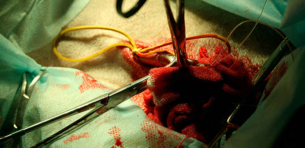 Установка проводника в яремную вену для хирургического удаления гельминтов из сердца, вк Самарская Лука